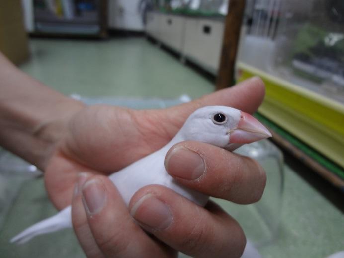 手になれた白文鳥の中ビナいます ペットタウン ミューア 専門店検索 案内 フジグラン広島