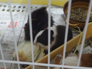 DSC01830.jpgmoru.jpg