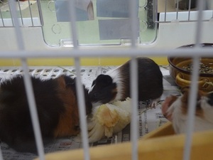DSC01832.jpgmoru.jpg