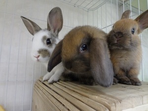 DSC05202rabit.jpg