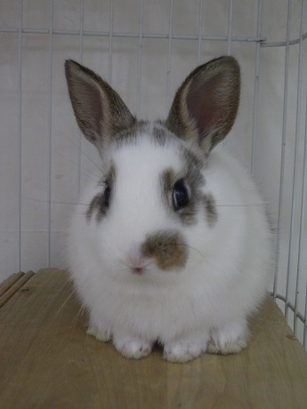 かわいい子ウサギです ペットタウン ミューア 専門店検索 案内 フジグラン広島
