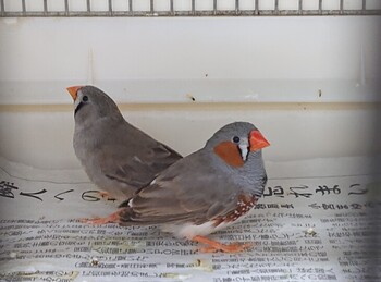 DSC_4510きんか.jpg