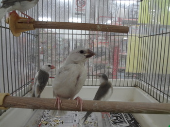 DSC08988.JPG